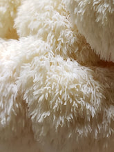 Load image into Gallery viewer, Lion&#39;s Mane (Hericium erinaceus) Commercial Culture Slant or Petri Dish
