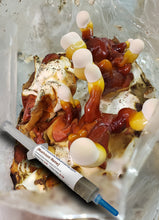 Load image into Gallery viewer, Reishi (Ganoderma lucidum) Commercial Liquid Culture
